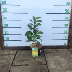 Citrónovník (Citrus x limon) ´4-SEASON´ - výška 20-30 cm, kont. C2L